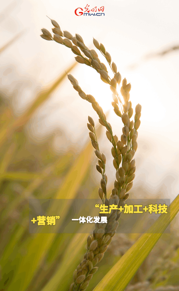 【动态海报】保障全年粮食丰收，这些支持政策明确了！