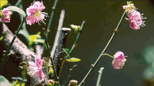 新华全媒+丨植物魅力知多少？“满月”不久的它，大有乾坤