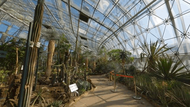 新华全媒+丨植物魅力知多少？“满月”不久的它，大有乾坤