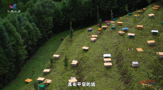 乡村振兴有“蜜”方