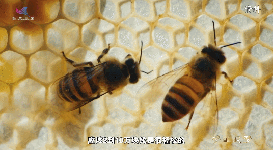 乡村振兴有“蜜”方