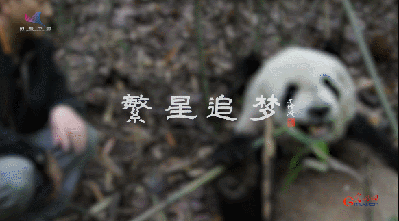 “熊猫院士”魏辅文：着迷大熊猫三十载 甘当国宝“捡屎官”