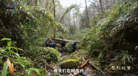 “熊猫院士”魏辅文：着迷大熊猫三十载 甘当国宝“捡屎官”