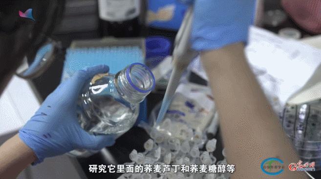 古老备荒作物 今日焕发“新生”——对话荞麦专家周美亮