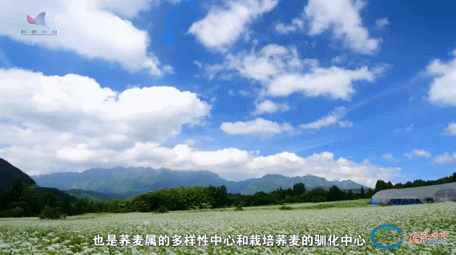 古老备荒作物 今日焕发“新生”——对话荞麦专家周美亮
