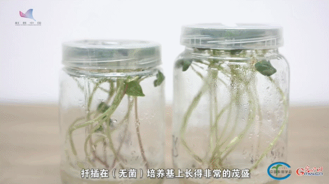 古老备荒作物 今日焕发“新生”——对话荞麦专家周美亮