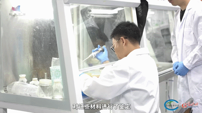 古老备荒作物 今日焕发“新生”——对话荞麦专家周美亮