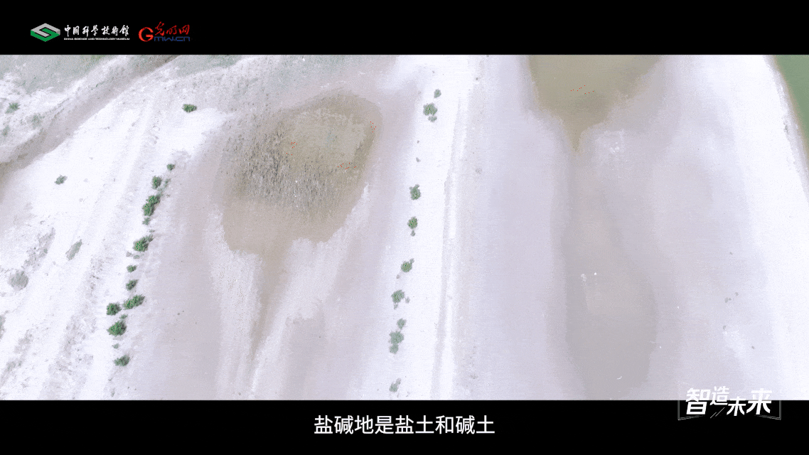 【智造未来】盐田改造 沃野新生——盐碱地改良治理技术