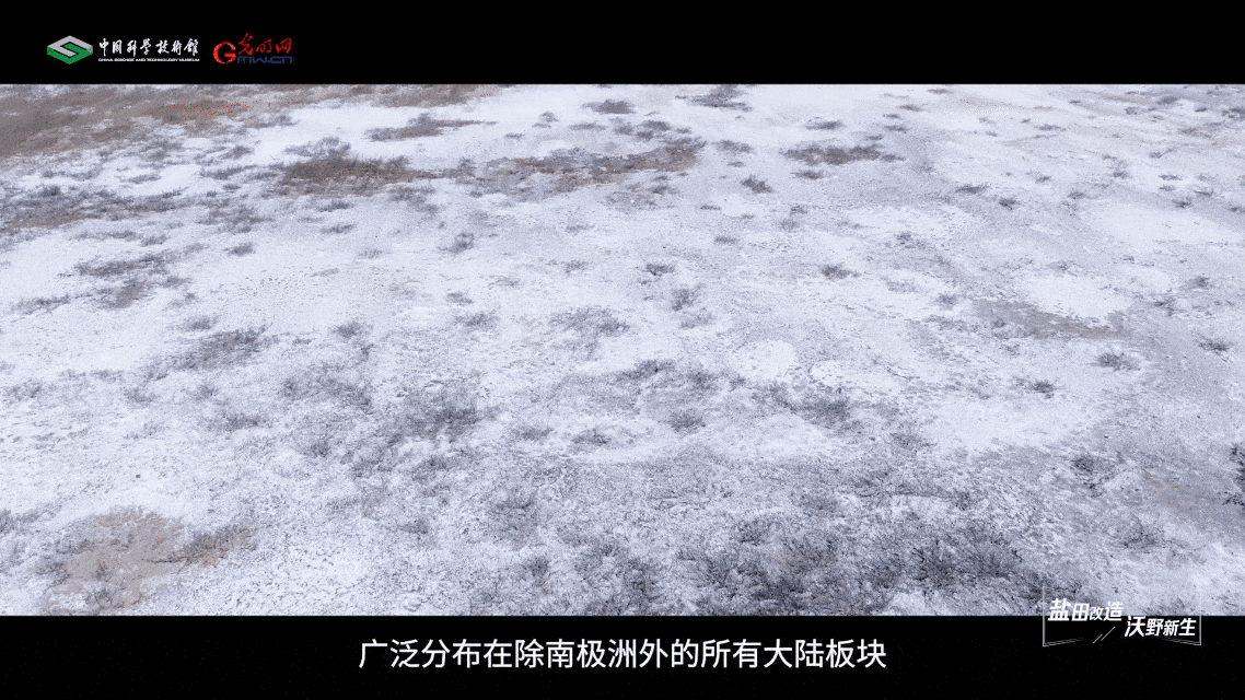 【智造未来】盐田改造 沃野新生——盐碱地改良治理技术