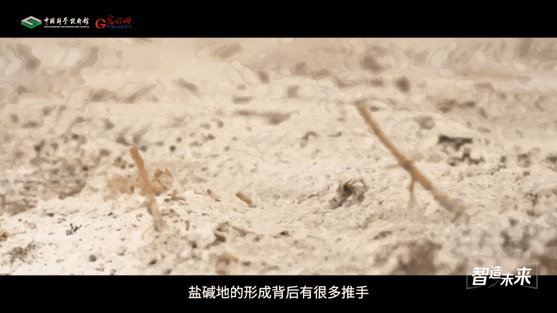 【智造未来】盐田改造 沃野新生——盐碱地改良治理技术