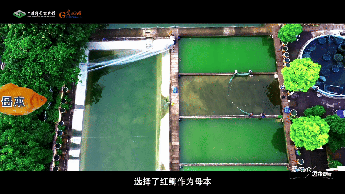 【智造未来】蓝色粮仓 远缘育新——鱼类远缘杂交技术