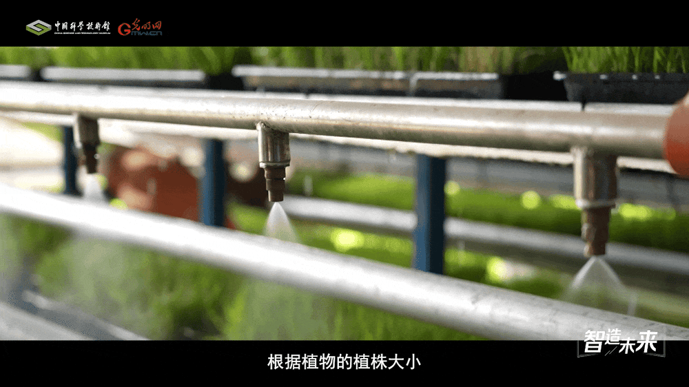 【智造未来】沙漠稻香 科技兴农——沙漠温室水稻快速繁育技术