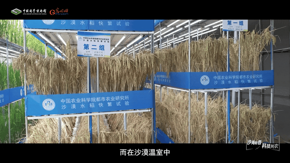 【智造未来】沙漠稻香 科技兴农——沙漠温室水稻快速繁育技术