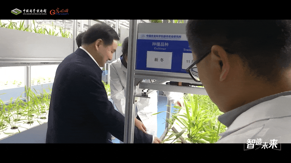 【智造未来】沙漠稻香 科技兴农——沙漠温室水稻快速繁育技术