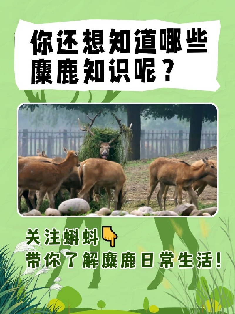 解码湿地 “生态卫士”！蝌蚪五线谱麋鹿科普问答第四期上线