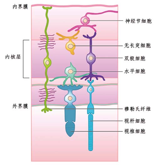 一个“小杯子”的发育承载了光明的驶来