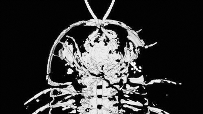 化石证据显示 古老三叶虫 生殖器长在头顶