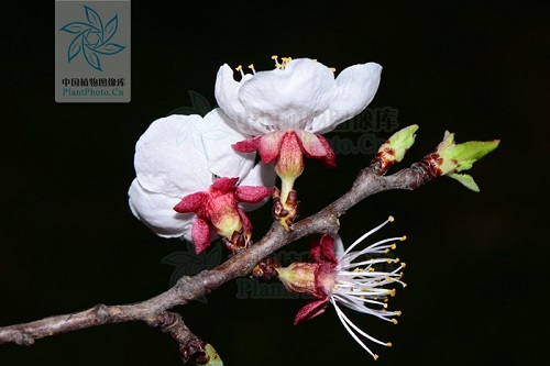 春天出游必备识花宝典之这些花花都是谁？