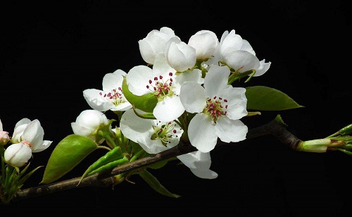 春天出游必备识花宝典之这些花花都是谁？