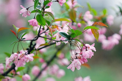 春天出游必备识花宝典之这些花花都是谁？