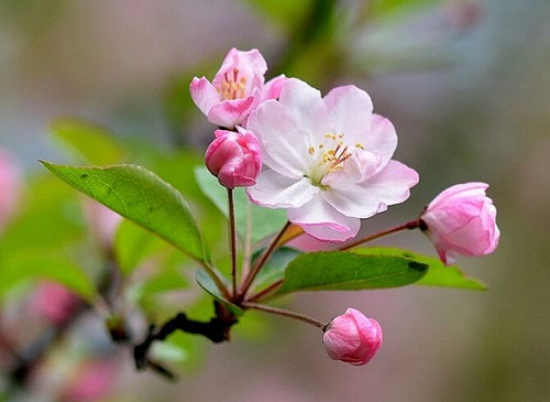春天出游必备识花宝典之这些花花都是谁？