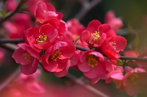 春天出游必备识花宝典之这些花花都是谁？