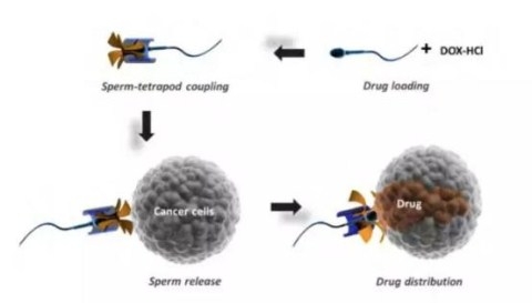 改造的精子可携带药物，用于治疗妇科癌症