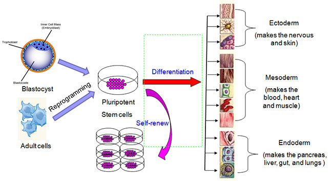 天舟一号：微重力环境下胚胎干细胞生存命运有何不同？