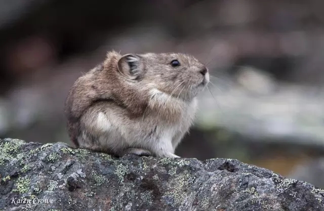 我是Pika，不是皮卡丘；我是鼠兔，我属兔！