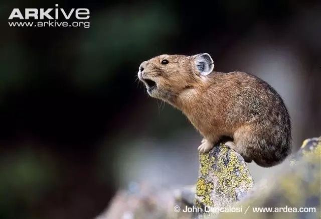 我是Pika，不是皮卡丘；我是鼠兔，我属兔！