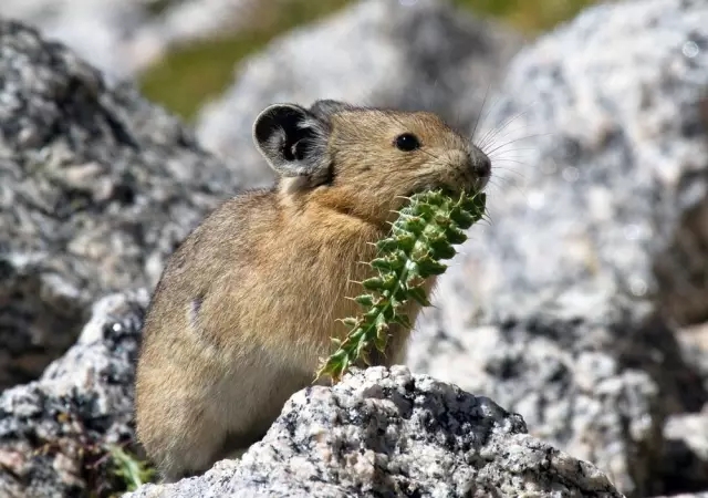 我是Pika，不是皮卡丘；我是鼠兔，我属兔！