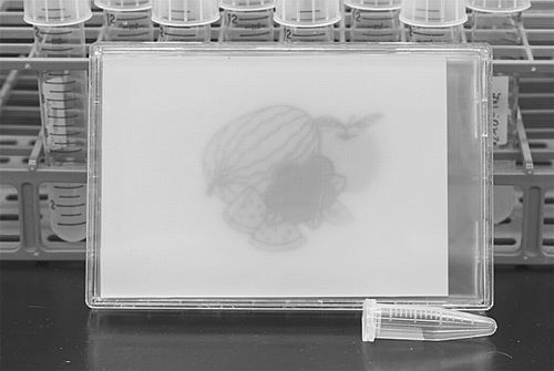 科学家成功用细菌作画