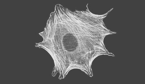 生物力学：称称分子的“肌肉”