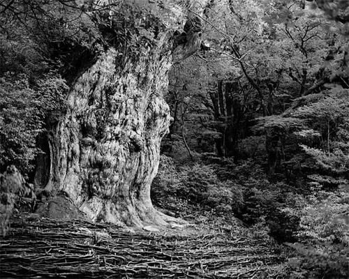 寻找最老最老的生命