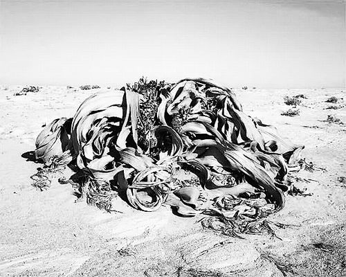 寻找最老最老的生命