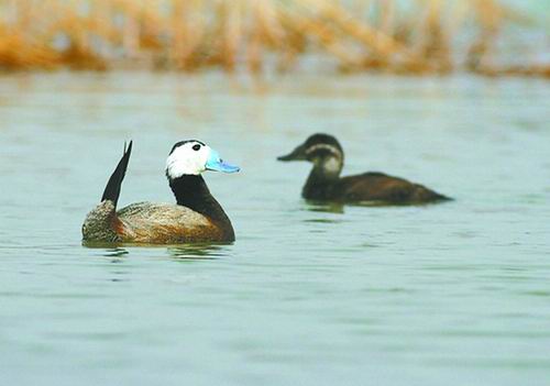 探究白头硬尾鸭