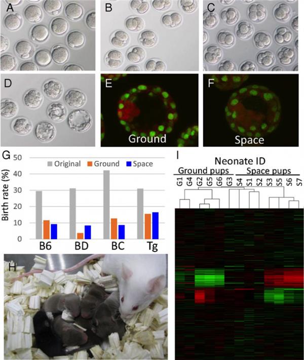 “太空精子”产下的健康小鼠 堪称地表最强生物