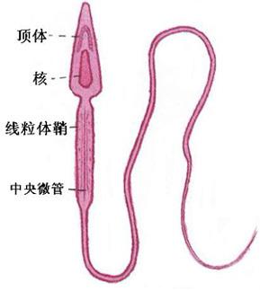 男性不育又添一因：Piwi基因突变