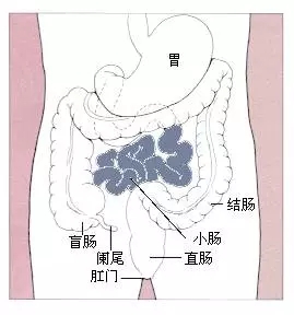 无花果可以治疗腹泻吗？