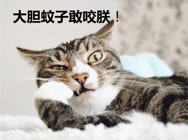 驱蚊警报！蚊香会让猫主子中毒？