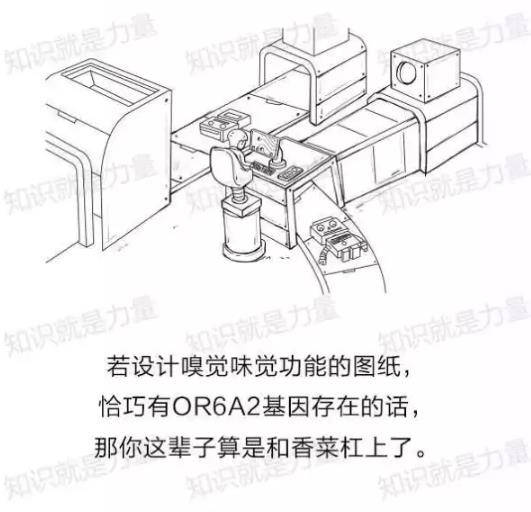 不吃香菜的朋友，你从何处来？