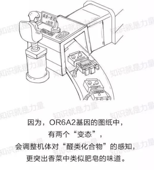 不吃香菜的朋友，你从何处来？