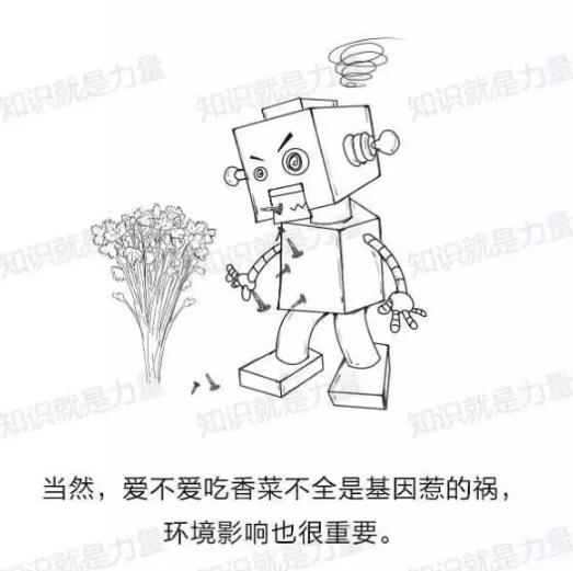 不吃香菜的朋友，你从何处来？