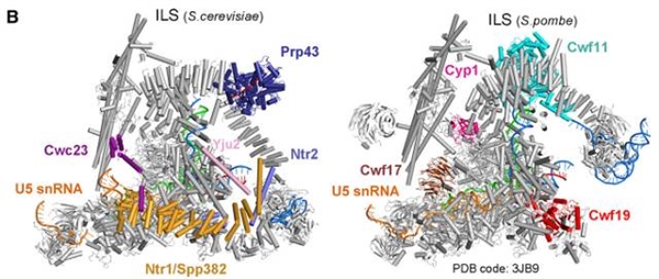 施一公团队《细胞》解析酵母ILS状态剪接体