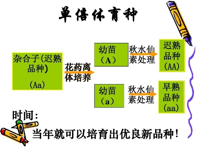 最高2.25米“巨人稻”堪称水稻界“姚明”