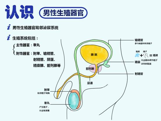 精子：一种特殊的生命之源细胞