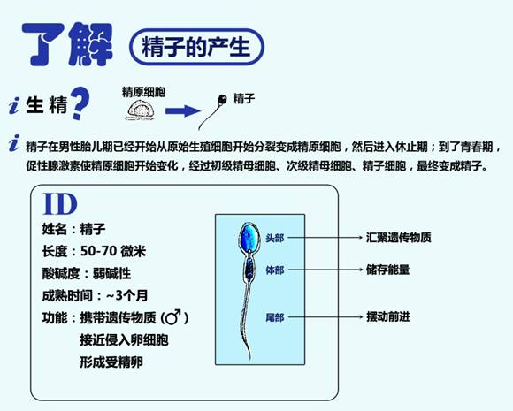 精子：一种特殊的生命之源细胞