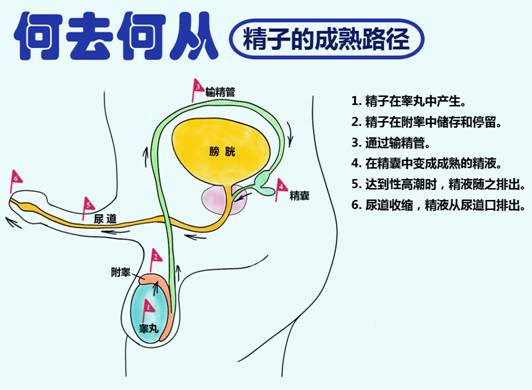 精子：一种特殊的生命之源细胞