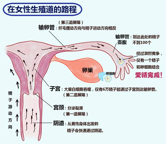 精子：一种特殊的生命之源细胞