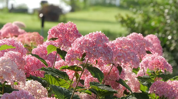 “一花一园一城”宣传片捷克篇——古堡花韵